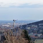 Szarka a város felett Atafoto fénykép foto