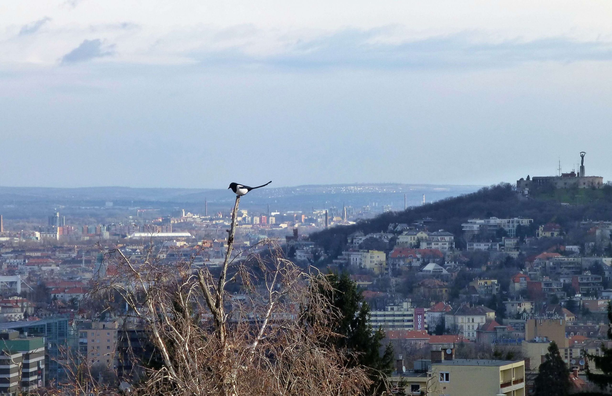 Szarka a város felett Atafoto fénykép foto